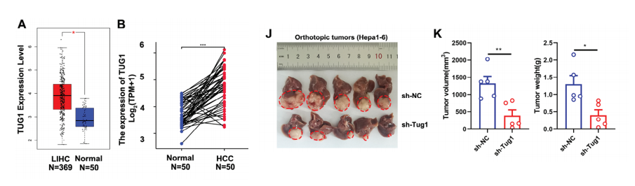 分子探针与表观遗传学研究好文分享：m6a介导的肝癌细胞中lncRNA TUG1的上调调控CD8+ T细胞的抗肿瘤反应和巨噬细胞的吞噬作用