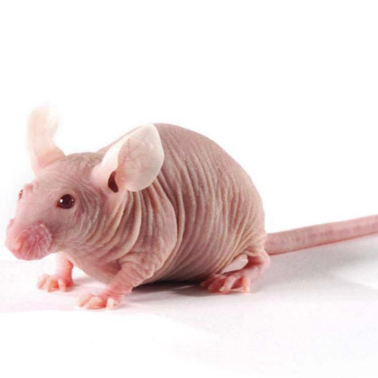 Nude Rat(SD)免疫缺陷鼠 SPF级 贝赛模式