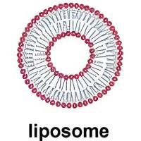 负载光敏剂BPD的脂质体被RVG29肽修饰