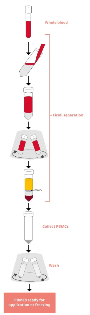 带您详细了解PBMCs分离、冻存和复苏全流程