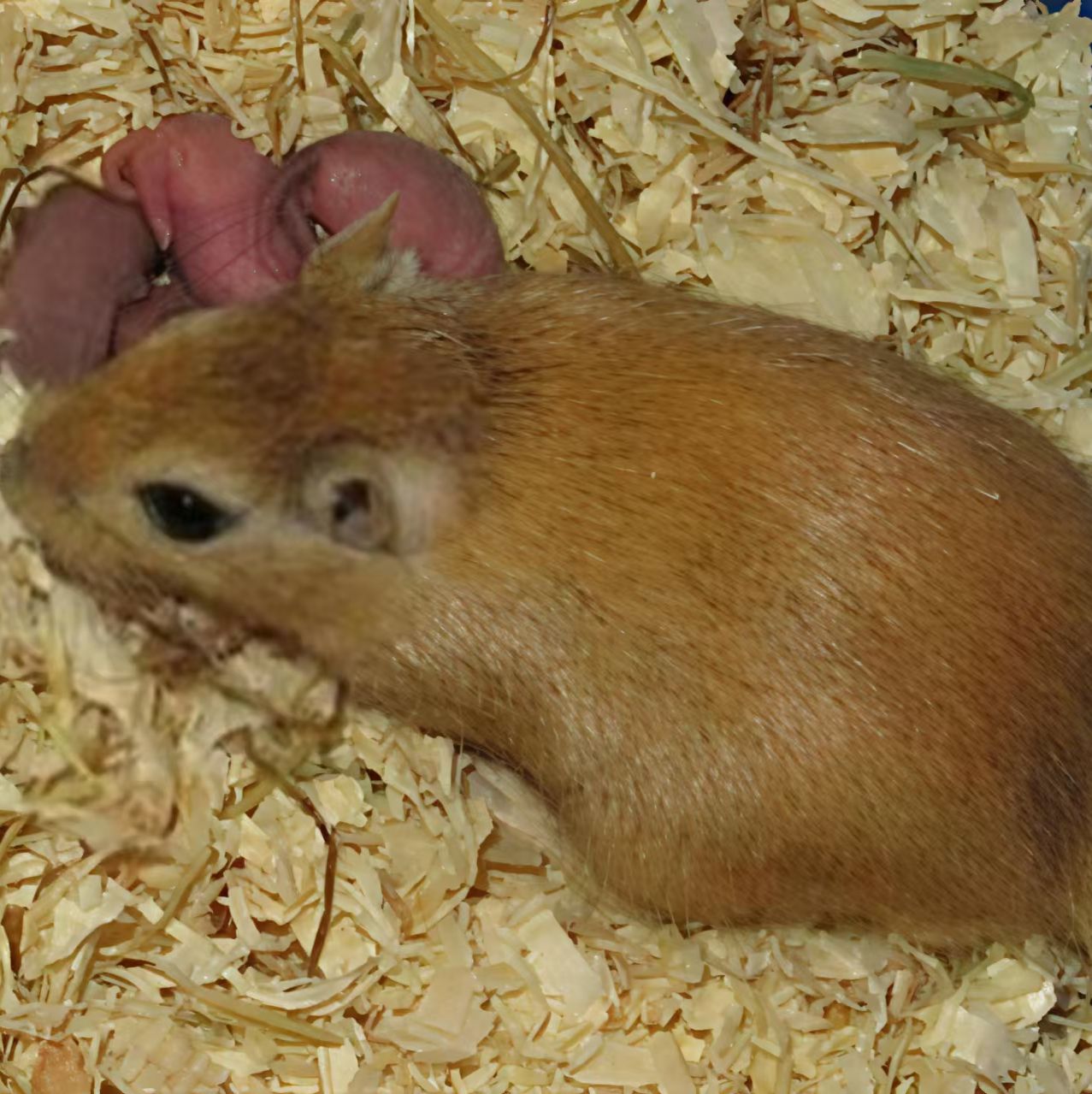 长爪沙鼠(脑缺血模型)SPF级别 贝赛模式