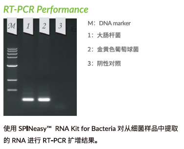 SPINeasy™ 细菌总RNA提取试剂盒，含裂解介质B