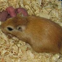 长爪沙鼠 SPF级 贝赛模式