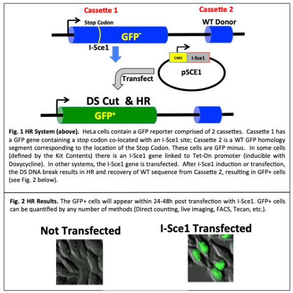 TopoGEN同源重组（HR）修复报告试剂盒（基于瞬时检测的试剂盒）促销啦