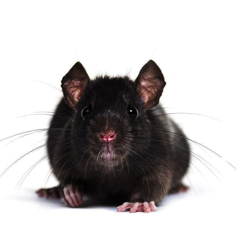 肺缺血再灌注-肺损伤模型