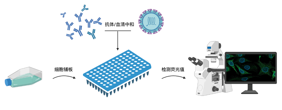 人类偏肺病毒疫苗或抗体药 hMPV 临床株中和抗体检测服务
