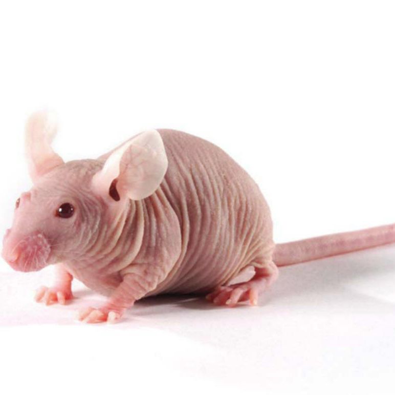 NTG 免疫缺陷鼠 SPF级别 贝赛模式