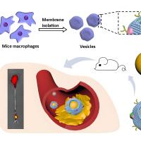 金纳米粒被巨噬细胞膜包被