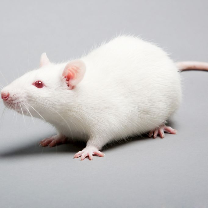 CB-17 SCID 免疫缺陷鼠 SPF级别 贝赛模式