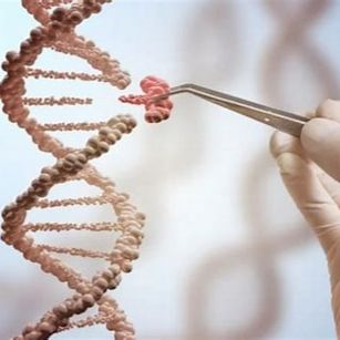 动物基因编辑服务