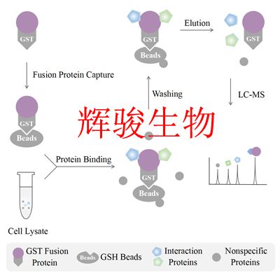 Pull down MS实验技术服务—GST pulldown MS外包价格实惠质量优