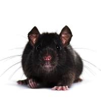 心肌缺血再灌注模型