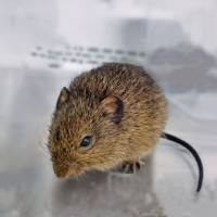 棉鼠 SPF级别 贝赛模式 