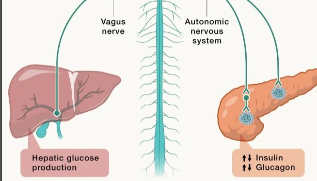 糖尿病 - 演变的流行病中的进展与机遇
