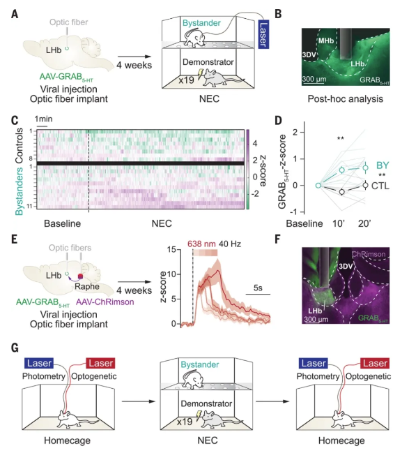 Science |  钙成像和光遗传技术揭示逆境中情绪感染发挥积极作用的关键因素