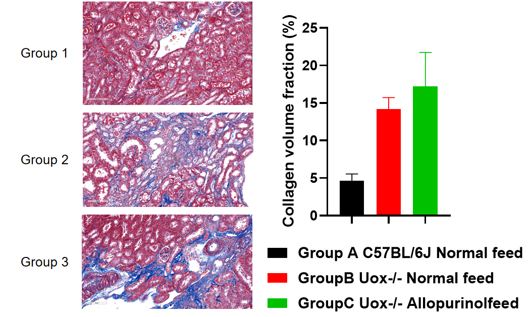 疾病模型 | 高尿酸血症小鼠模型