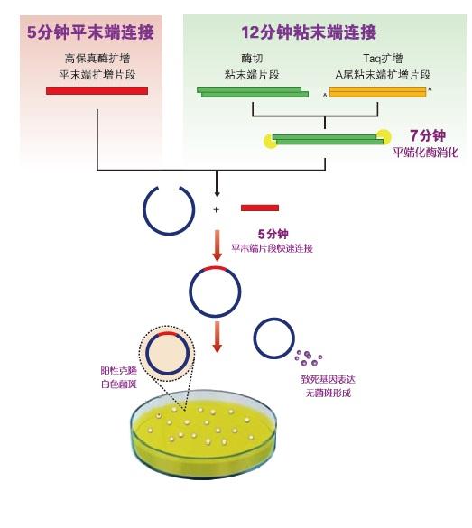 pLB 零背景快速连接试剂盒(不含MCS）（VT206）