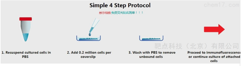 悬浮细胞做好免疫荧光的方法Protocol和创新