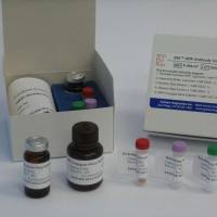 猪瘟病毒通用型荧光RT-PCR检测试剂盒