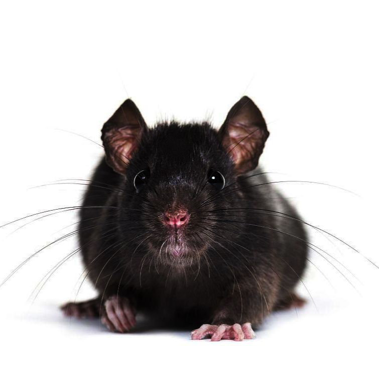 Ⅱ型糖尿病（化药加饲料诱导）