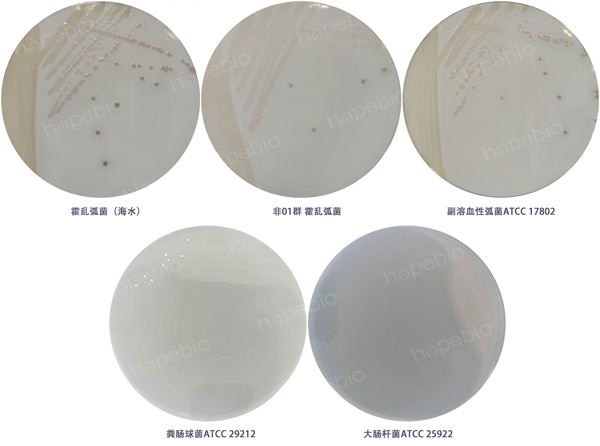 庆大霉素琼脂培养基的原理及使用方法