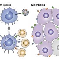 氧化石墨烯纳米粒被巨噬细胞膜包被