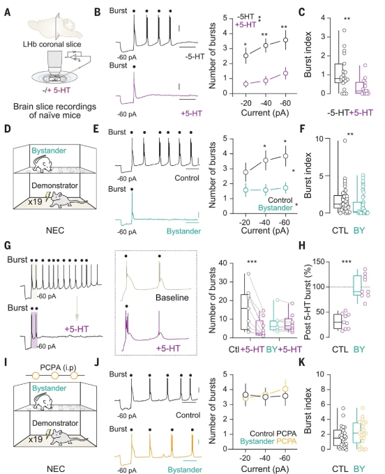 Science |  钙成像和光遗传技术揭示逆境中情绪感染发挥积极作用的关键因素