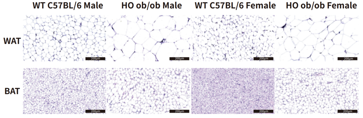 国际糖尿病日，这些糖尿病动物模型有大用！