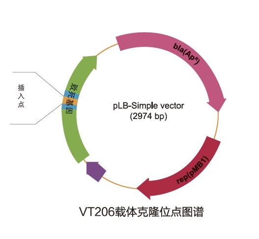 pLB 零背景快速连接试剂盒(不含MCS）（VT206）