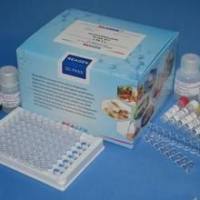 口蹄疫病毒A型荧光RT-PCR检测试剂盒