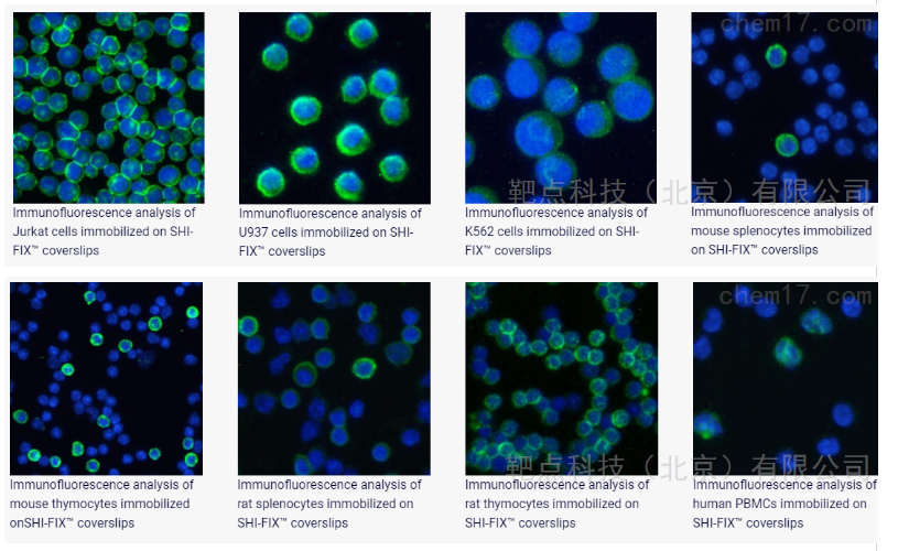 悬浮细胞做好免疫荧光的方法Protocol和创新
