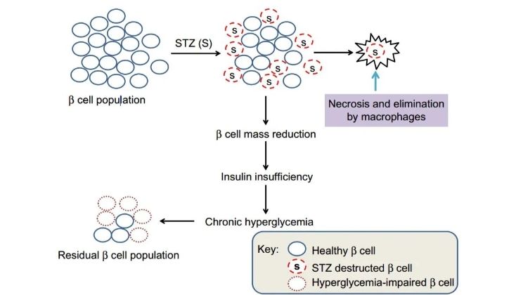 化学诱导糖尿病动物模型