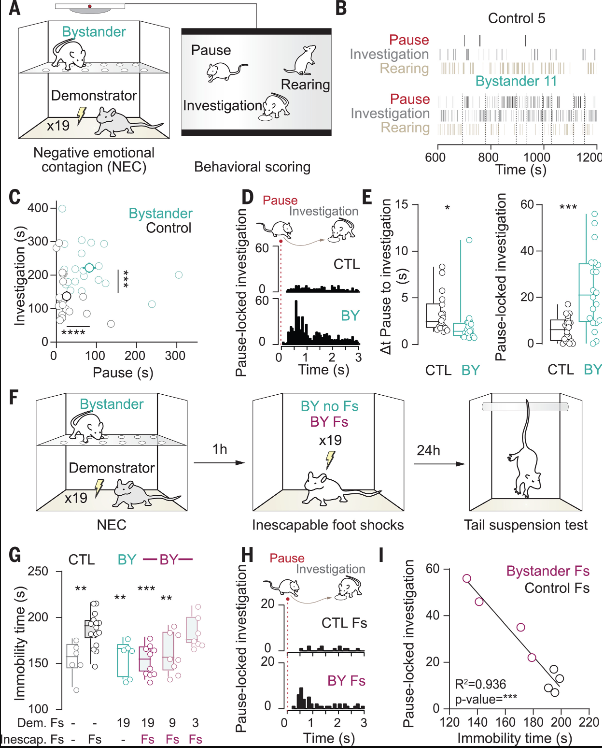 Science |  钙成像和光遗传技术揭示逆境中情绪感染发挥积极作用的关键因素