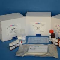 猪防伪狂犬/病毒通用型荧光PCR检测试剂盒