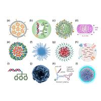 桦木酸(BA)-壳聚糖(CS)纳米粒被光敏剂Ce6修饰具有肿瘤靶向性和光敏反应能力