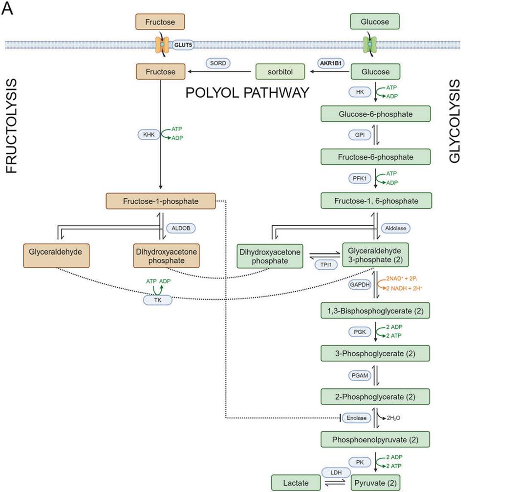 详解果糖代谢双路径在癌症中的关键作用