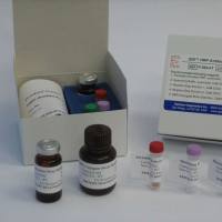 口蹄疫病毒O型/A型双重荧光RT-PCR检测试剂盒