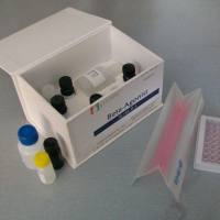 猪伪狂犬/病毒gE基因荧光PCR检测试剂盒