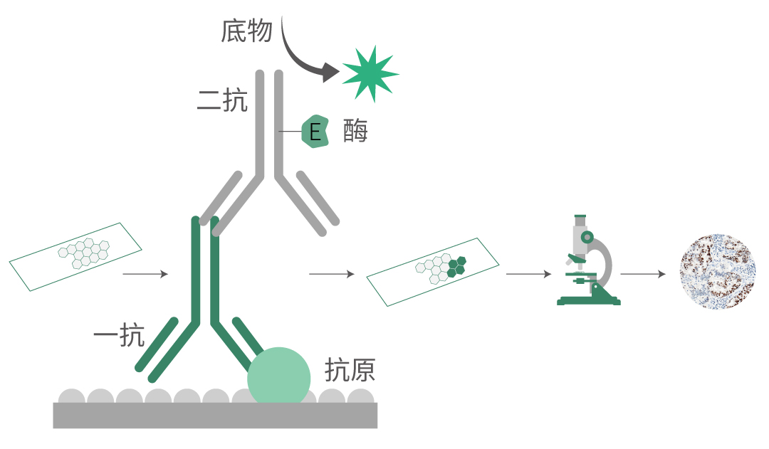 仅需12步，助你做出完美免疫组化IHC片子