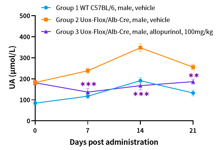 疾病模型 | 高尿酸血症小鼠模型