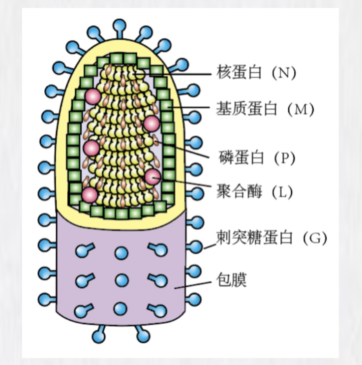 狂犬病病毒生物学性状和致病性