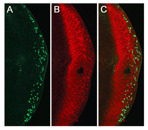 TUNEL FITC Apoptosis Detection