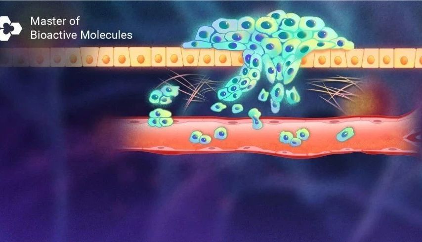 细胞迁移 VS 侵袭大不同！想要划痕和 Transwell 实验的实操？包会的！ | MedChemExpress (MCE)