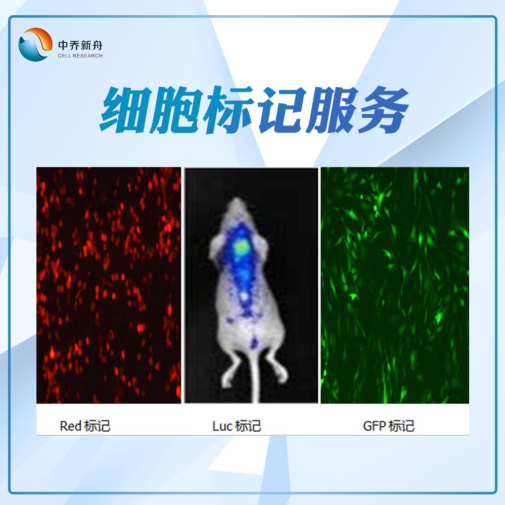 RFP细胞标记服务