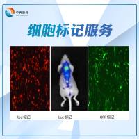RFP细胞标记服务