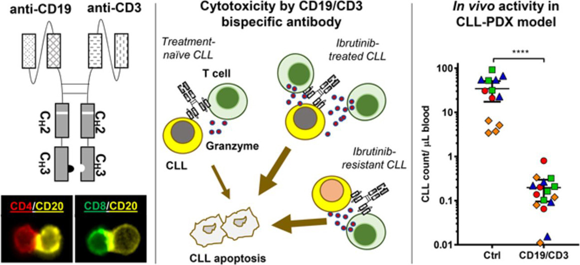 新品速递|小鼠双特异性抗体—双抗药物开发的关键助力