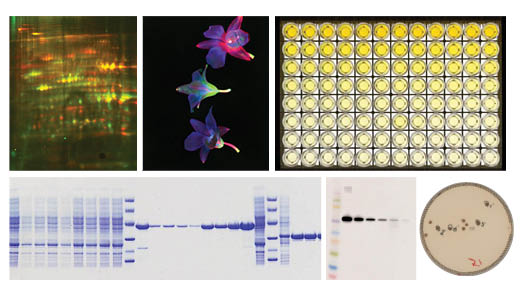 Amersham ImageQuant™ 800 蛋白印迹成
