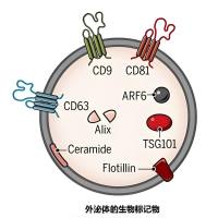 负载姜黄素（Cur）的间充质干细胞外泌体被cRGD修饰