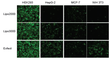 低毒性的高分子聚合物转染试剂 Exfect Transfec