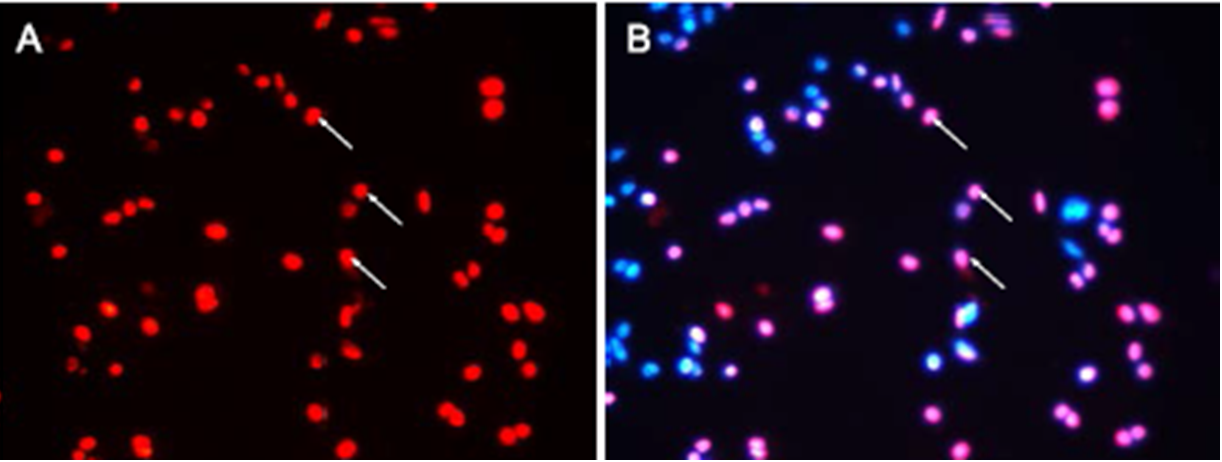 TUNEL BrightRed Apoptosis Dete